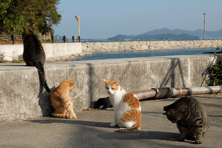 男木島の港に集まる猫たち