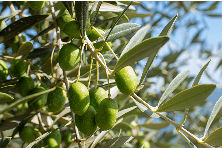 瀬戸内に位置する小豆島で栽培されたオリーブのなる木