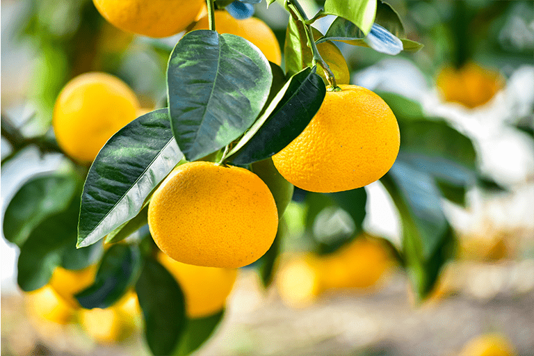 因島で栽培された八朔(はっさく)