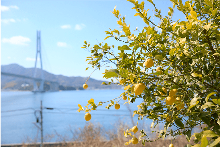 瀬戸内で栽培されたレモン