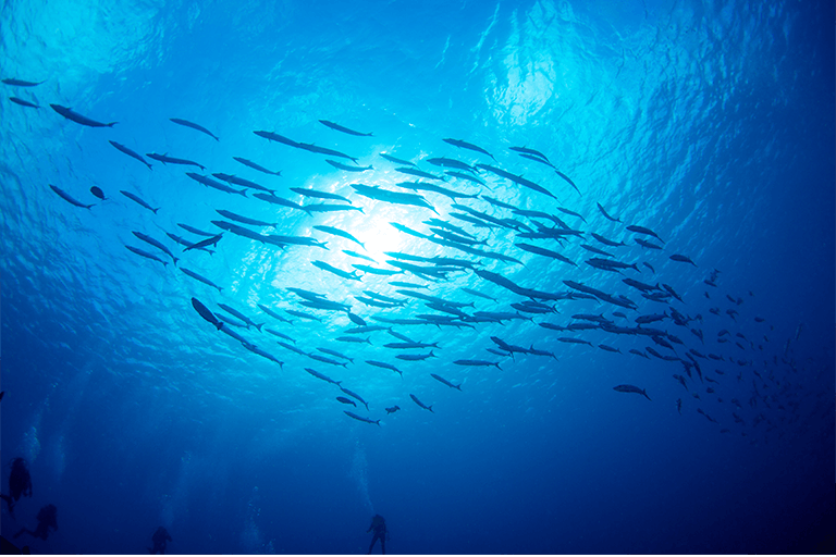 瀬戸内海を泳ぐ魚たち